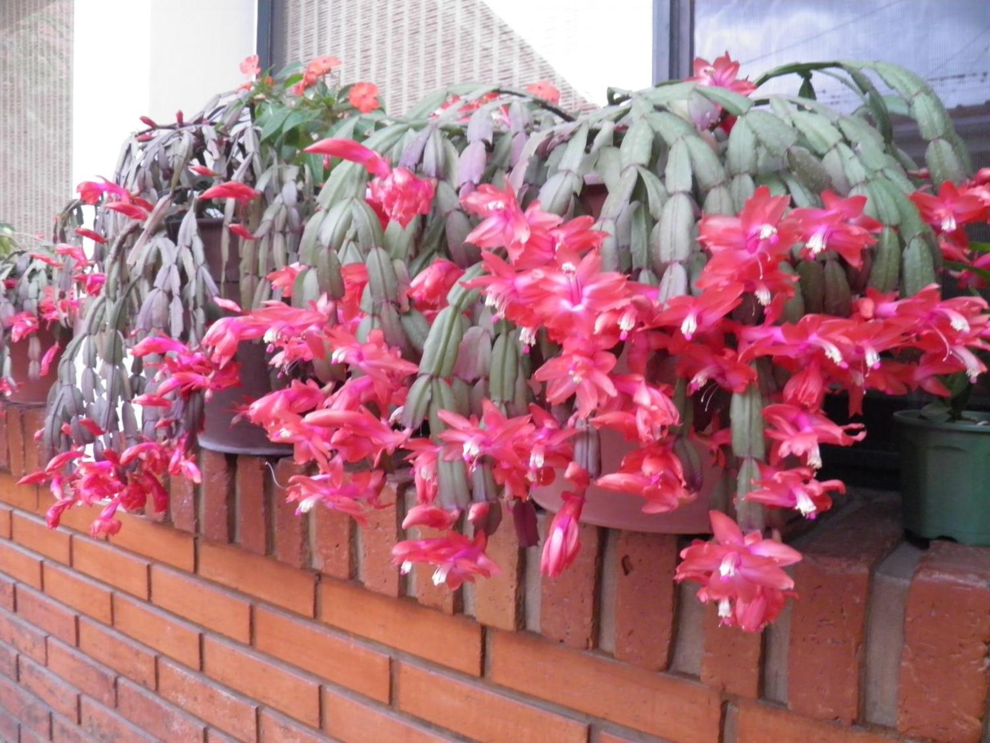 Hosteria Suyana San Salvador de Jujuy Esterno foto